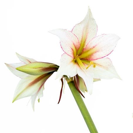 Amaryllis White - Bulk and Wholesale