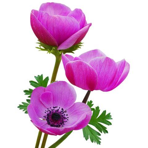 Anemone Purple - Bulk and Wholesale