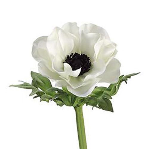 Anemone White - Bulk and Wholesale