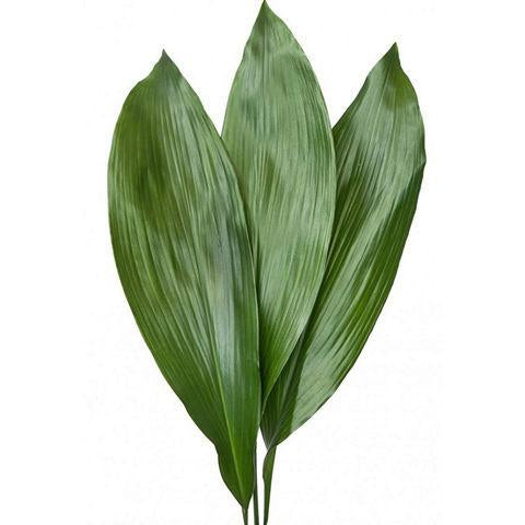 Aspidistra - Bulk and Wholesale