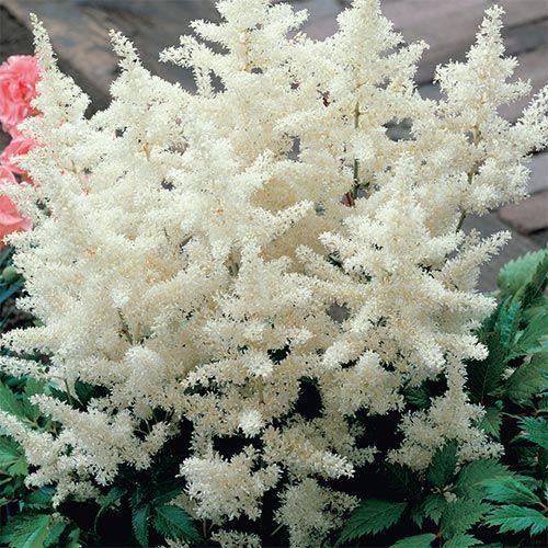 Astilbe White - Bulk and Wholesale