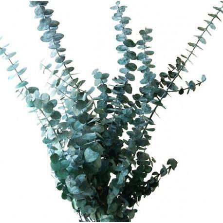 Eucalyptus Baby Blue - Bulk and Wholesale