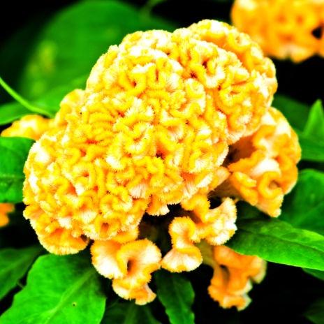 Celosia Yellow - Bulk and Wholesale