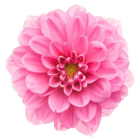 Dahlia Pink - Bulk and Wholesale