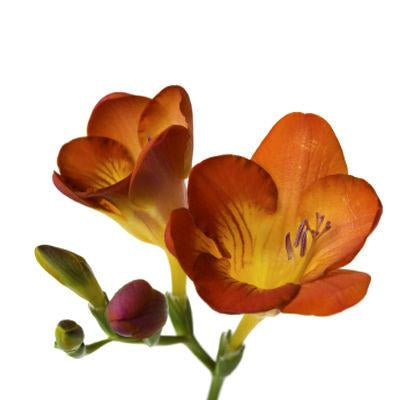 Freesia Orange - Bulk and Wholesale