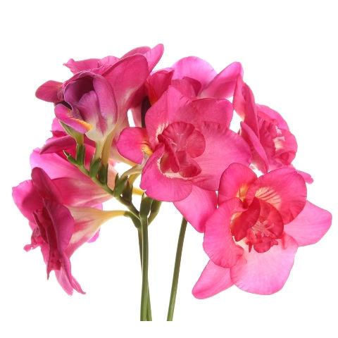 Freesia Pink - Bulk and Wholesale