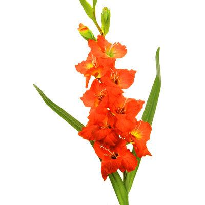 Gladiolus Orange - Bulk and Wholesale