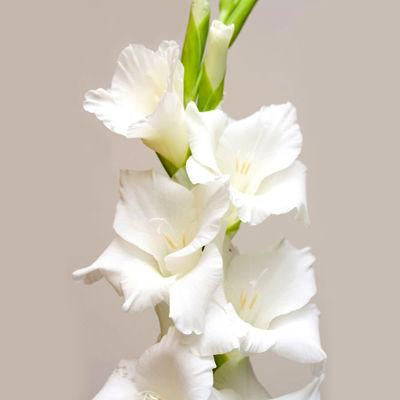 Gladiolus