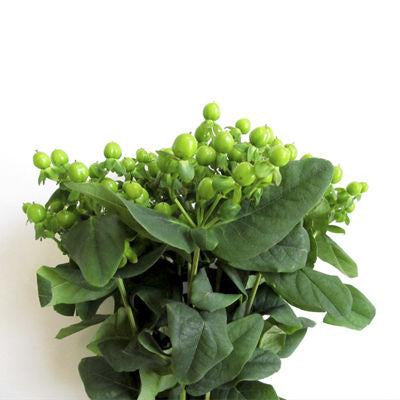 Hypericum Berries Green - Bulk and Wholesale