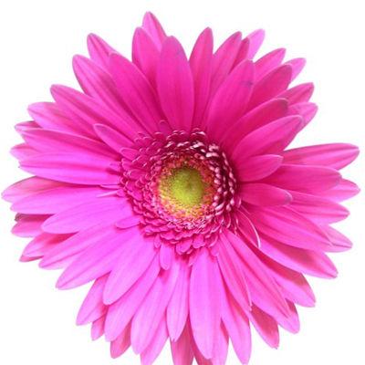 Gerbera Hot Pink Mini - Bulk and Wholesale