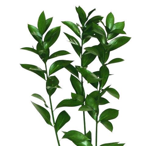 Ruscus Israeli - Bulk and Wholesale