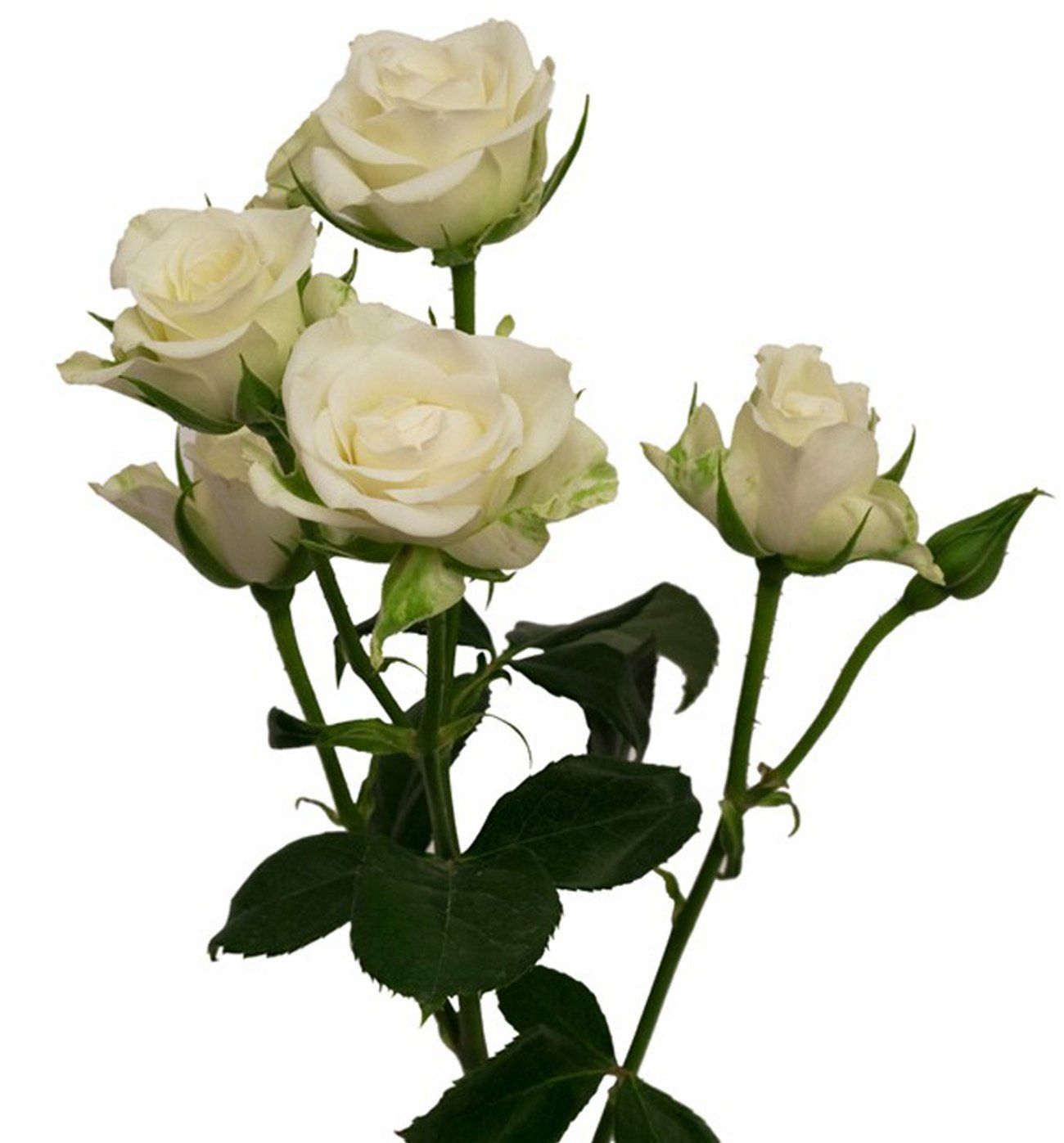 Spray Roses Ivory - Bulk and Wholesale