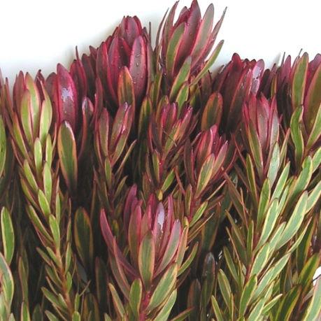 Leucadendron Pink - Bulk and Wholesale