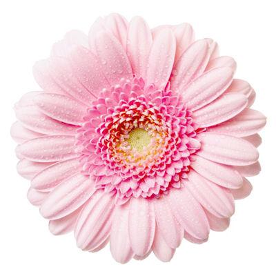 Gerbera Light Pink Mini - Bulk and Wholesale