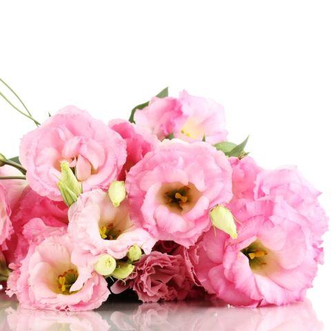 Lisianthus Pink - Bulk and Wholesale