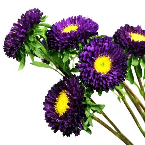 Aster Matsumoto Purple - Bulk and Wholesale