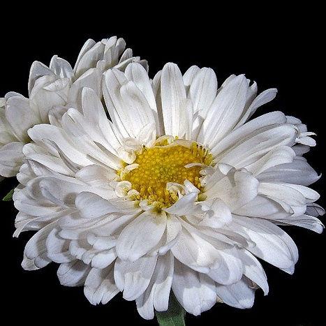 Aster Matsumoto White - Bulk and Wholesale