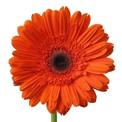 Gerbera Orange - Bulk and Wholesale