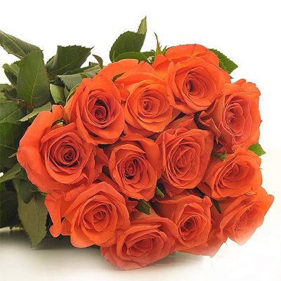 Rose Orange - Bulk and Wholesale