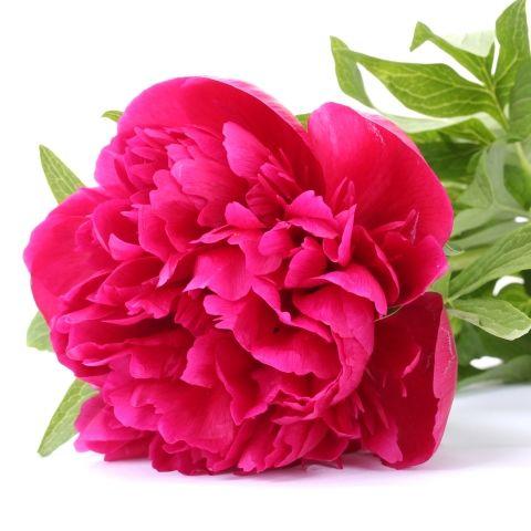 Peony Hot Pink - Bulk and Wholesale