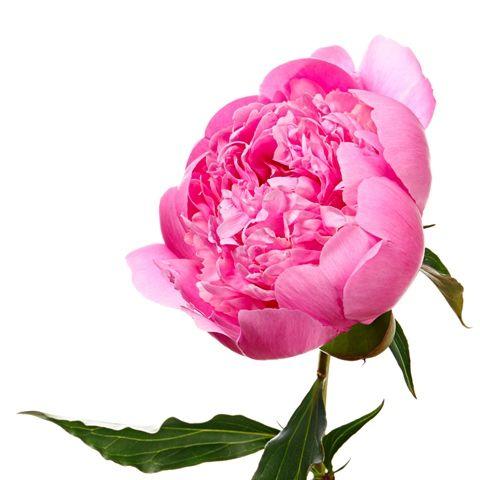 Peony Pink - Bulk and Wholesale