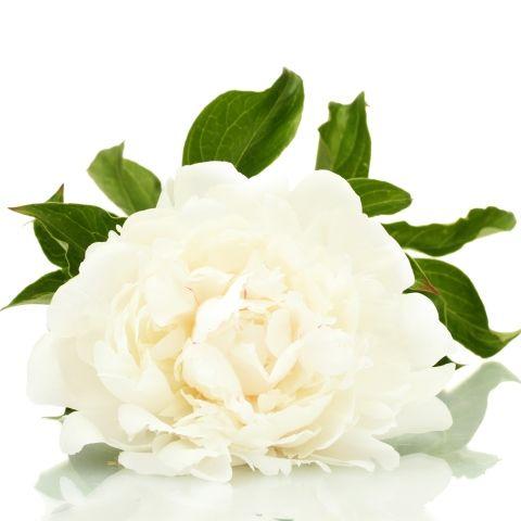 Peony White - Bulk and Wholesale