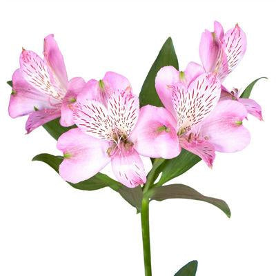 Alstroemeria Pink - Bulk and Wholesale