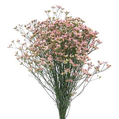 Limonium Pink - Bulk and Wholesale