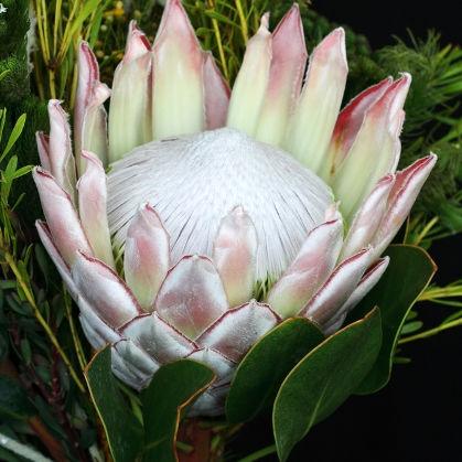 Protea King - Bulk and Wholesale