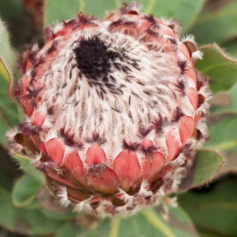 Protea Queen - Bulk and Wholesale