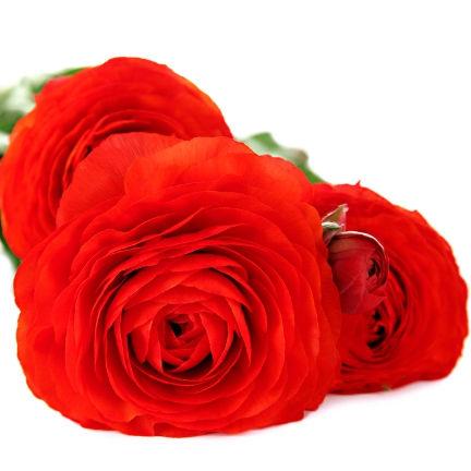 Ranunculus Red - Bulk and Wholesale