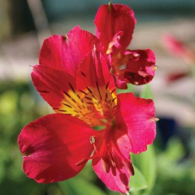 Alstroemeria Red - Bulk and Wholesale