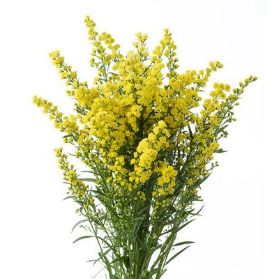 Solidago Yellow - Bulk and Wholesale