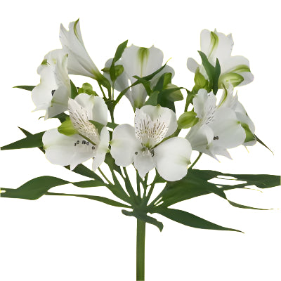 Alstroemeria White - Bulk and Wholesale