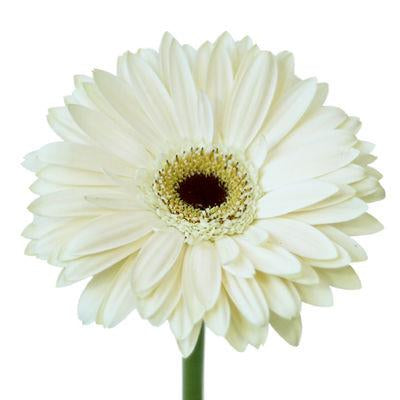 Gerbera White Mini - Bulk and Wholesale