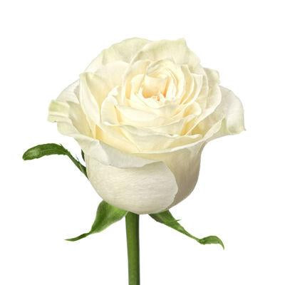 Rose White - Bulk and Wholesale