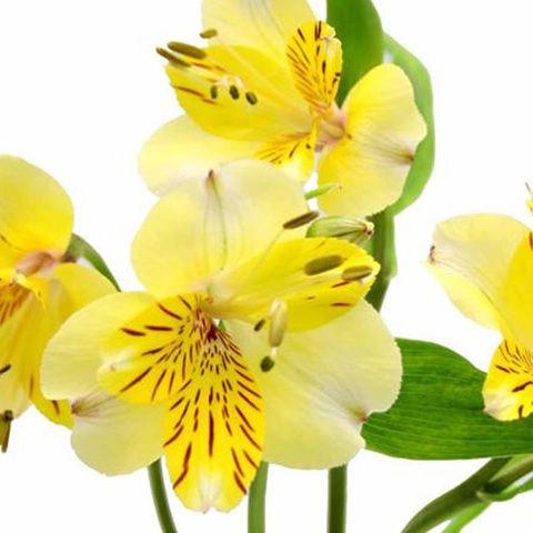 Alstroemeria Yellow - Bulk and Wholesale