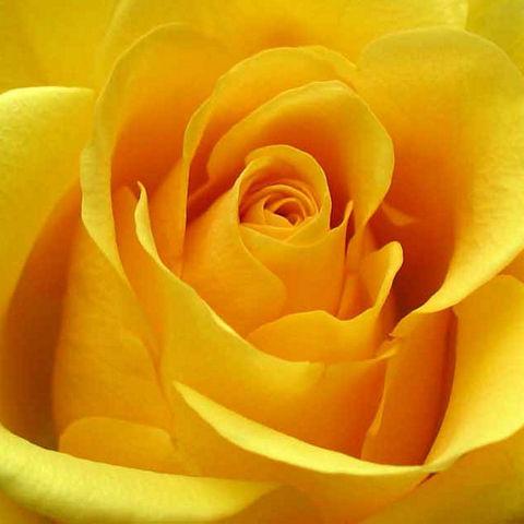 Rose Yellow - Bulk and Wholesale